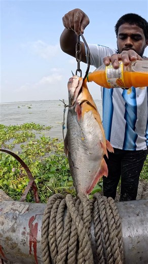 Techniques for catching crocodiles with pangasius fish bait #hook #bait