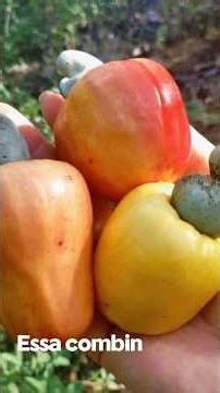 #Caju #BenefíciosDoCaju #Frutas #FrutasBrasileiras #SaúdeNatural #VitaminaC #Imunidade