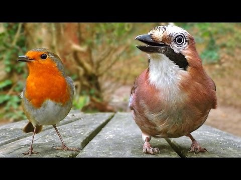 Juegos para Gatos - Ver Las Aves