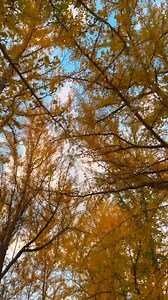 With over 300 trees, Blandy Experimental Farm Ginkgo Grove is one of the largest public groves in America. Prime colors are just around the corner and you don't want to miss it! Tag a friend you want to go with! 💛 🎥 : @imeumoh_ | Virginia is for Lovers