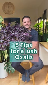 6.2K views · 106 reactions | Oxalis triangularis tips: very bright...