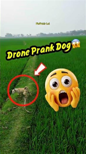 Drone Prank Gone Wrong With Angry Dog! 😱 #shorts #youtubeshorts #drone #prank #funny #comedy