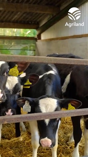 Agriland on Instagram: "Ahead of the winter breeding season, Agriland caught up with Teagasc dairy specialist, James Dunne, to hear his top tips for an efficient breeding season."