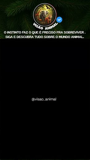 VISÃO ANIMAL 🦏🦅🐳 on Instagram: "Você sabia? Quando uma cobra tenta morder uma água-viva, ela enfrenta uma das defesas químicas mais eficientes do oceano. As águas-vivas possuem células chamadas cnidócitos, que disparam "arpões" microscópicos carregados de toxinas ao menor toque. No momento da mordida, o veneno penetra na mucosa da boca da cobra, causando uma reação inflamatória severa e imediata. Esse efeito "inflável" ou inchaço extremo é o corpo da serpente tentando isolar a toxina, o que p