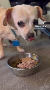 Edith & Archie debut just dropped! Adoptable dynamic duo Edith and Archie are so ready for their forever family! These seniors are sweet, low-maintenance cuddle bugs who enjoy neighborhood strolls, treats, and a comfy bed to share. The best part? Since they're a bonded pair, they're adoptable together, and will never be lonely since they have each other! Apply to meet them today through @oaklandanimalservices and follow @mooncakesmom for more Archie & Edith content! #oaklandanimalservices #adopt