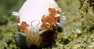 Cowries have a very smooth, shiny, and oval-shaped shell with a long, narrow slit-like opening. The shells are often brightly colored and patterned. #marinelife #ocean #cowrie | Critter Hunter