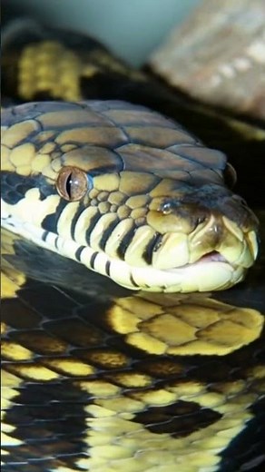 Amethystine Python (Scrub Python)