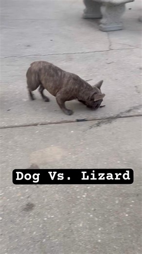 POV: A Lizard Just Entered the Wrong Backyard #dog #doggielife #animalfriends #animalclub