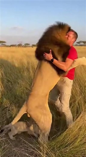 Savannah Surprise: Man Hugs Lion A man and a lion share a heartwarming hug in the wild. #fblifestyle #AI Generated using Kling AI . . . (For entertainment purposes only. Consult professionals if guidance on activities is presented. No brand affiliation is implied if any are shown. If inspired by true events, creative adaptations may be included. Content may include public footage.) | Fabiosa UK