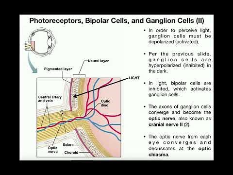 Anatomy | The Visual Pathway to the Brain