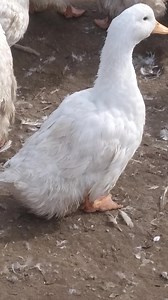 KACSA VÁSÁR!!! Hizlalásra kiváló. Szállítás: 2024. Március 15-től-31-ig KACSA: 1 éves, fehér, magyar " hápogós kacsa" Átlag 3 - 4 kg közötti súly. Minimális rendelés 10 db. Ha van tyúk rendelése is, akkor kevesebbet is kiszállítunk. A vételáron kívül nincs más költség. A szállítás INGYENES az egész ország területén. Eladási ár: 3500 Ft/db A kép illetve a videó nem illusztráció, a legtöbb kép a vevői átvételkor készült vagy a nevelés helyszínén. Rendelés leadása telefonon a hét minden napján (hét