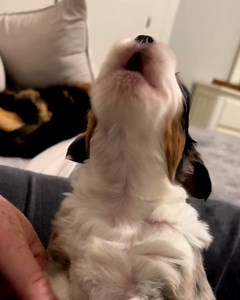 4.6M views · 174K reactions | The sweetest little 'awoo'  | Tyla | Facebook