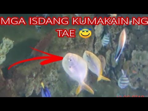 MGA ISDANG KUMAKAIN NG TAE!