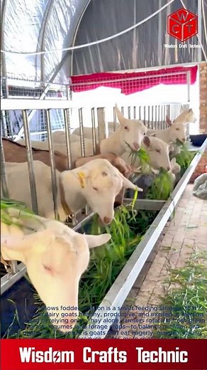 Goat Fodder Rotation: Tired of Hay? Try Fresh Green Feed! | Saanen Dairy Goats