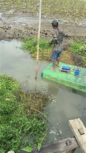 The bushes become a fish nest #fishing