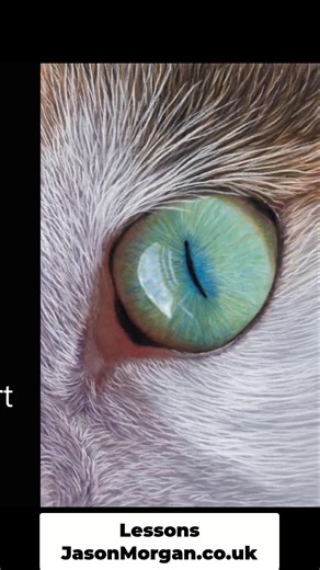 #pasteldrawing #pasteldrawings #pastelart | Jason Morgan Wildlife Art