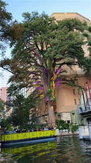 20 reactions | The Ben Milam Bald Cypress tree, also known as Geronimo on the San Antonio Riverwalk. Estimated to be about 400 years old. #cypresstrees #trees #texastrees #sanantonioriverwalk | Doskogirl | Facebook