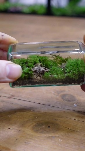 Wait for the twist! Saw one of these pop up from @worcesterterrariums and thought I'd better give it a go. If you're looking back here asking what's the twist... Think about it 😉 #terrariums #homedecor #upcycling #crafts #plants