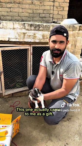 Introducing Our New Giant Rabbit to the Mini Zoo