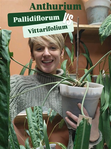 🌿 Petit point identification 🌿 Je reçois très souvent des messages de personnes persuadées d’avoir acheté un Anthurium pallidiflorum… Alors que, très souvent, il s’agit en réalité d’un Anthurium vittariifolium. La différence est assez simple quand on sait où regarder 👀 👉 Anthurium pallidiflorum • feuilles fines, souples, au toucher presque velours • tombé fluide et léger • base de la feuille arrondie, la feuille rejoint le pétiole en douceur 👉 Anthurium vittariifolium • feuilles plus larges