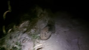 Another humongous milestone for Ricky this week as he began to play! Our sanctuary landscape is very busy, it is one of the reasons why she is so perfect as a Wombat sanctuary but Ricky, recovering from a head injury found it too overwhelming at times and we decided to try him in a smaller area. We built him his very own half acre plot, with his fav burrow right next to my house. He only liked walking on dirt (not grass) so we created dirt tracks for him through the middle and around the perimet