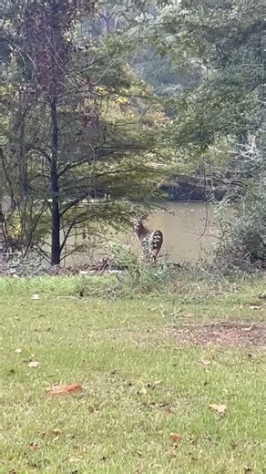 In the months of October and November, the peak breeding season for white tail deer, bucks like this one are quite active. To get ready for the rut and sparring, these bucks shed the velvet on their antlers in late summer and early fall. The velvet covering is a soft, blood rich tissue that provides nutrients and oxygen to the developing bone, which allows for the antlers to grow. As blood flow to the velvet ceases, it begins to dry, crack, and peel away from the hardened antler bone. 🦌 During 