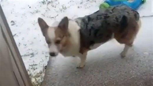 Texas corgi not into snow