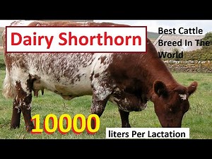 Dairy Shorthorn Cattle breed | Best Cattle Breed For Milk Production In World 2021 |