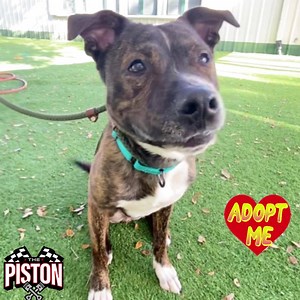 24 reactions · 34 shares | ADOPTED Hump Day blues? PISTON #A261861 says, “Stay pawsitive, folks!” This handsome and active young dog is looking for a good home. Meet him at Collier County Domestic Animal Shelter ♥️ Music: Happy Holidays Musician: Jeff Kaale | Collier DAS Dogs -by volunteers | Facebook