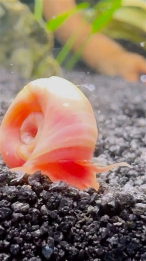 Funny Algae Eaters! #plantedaquarium #aquariums #fishtank #snails