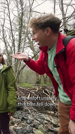 What do you do when a tree covered in rare lichens falls in a forest?🌿