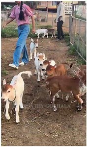 "Free Roaming Fun With the World's Smallest Cows" #viral #cow #animals #yt #love #youtube #miniature