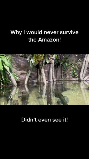 Scary! #anaconda #amazon #camouflage THIS IS AN AQUARIUM NOT THE ACTUAL AMAZON! 😂