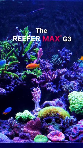 Say hello to the premium REEFER MAX G3 series, featuring REEFER G3 systems in a fully-equipped, cost-effective, Plug & Play configuration that includes the ReefLED, the ReefWave, the ReefMat, the REEFER DC Skimmer, the ReefRun DC Pump and the ReefATO, as well as a fully redesigned flow system that delivers up to 50% more water circulation, reduced energy consumption, a high precision gate valve for easy flow control, and the larger models now feature eurobracing for extra strength and wider retu