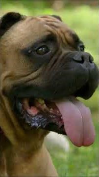 Which Dog Breed is Smartest? 🤔 | Is Your Dog a Genius | Nat Geo Kids