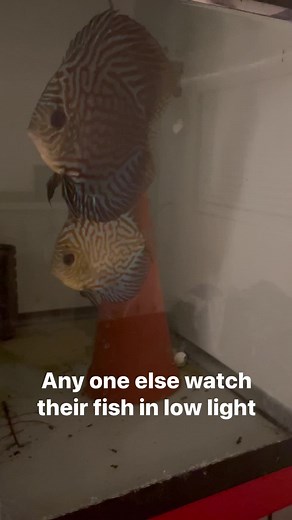 1.1K views | Discus pair chilling #discus #discuspair #discustank #lowlightfish | Generational Aquatics | Facebook