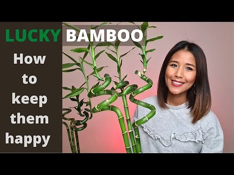 Lucky Bambo - Dracaena sanderiana How to keep them happy | Water or soil for lucky bambo?