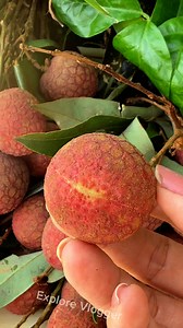 Each Lets Eat #lychee #fruits #fruitlover❤️😋 | Explorer Vlogger