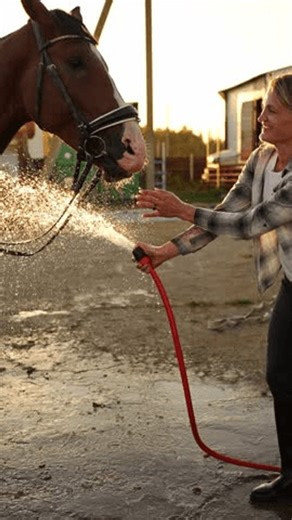 clip-3965798027-woman-washes-waters-horse-sunset-groomer-rinses