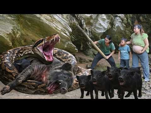 Giant Python Attacks My Piglets, I Managed to Save Them from Danger, Minh Farm Survival