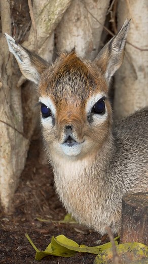 Nose wiggles on point 👃 Welcome one of the tiniest new additions to the San Diego Zoo! This adorable male dik-dik calf was born on February 27th and is growing up fast under the watchful eyes of his parents Chloe and Shaggy. Little dik-diks can be hard to find, but we definitely recommend visiting him next time you walk through Elephant Odyssey at the Zoo. #tinydikdik #dikdikpicpic #wigglewigglewiggle #sandiegozoo | San Diego Zoo