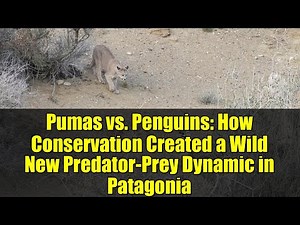 Pumas vs. Penguins: How Conservation Created a Wild New Predator-Prey Dynamic in Patagonia