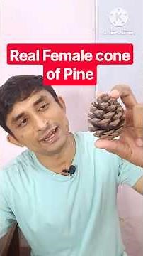 Female Cone of Pinus explained #pine #femalecone #gymnosperm #science