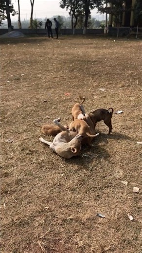 Mother dog milking #dog