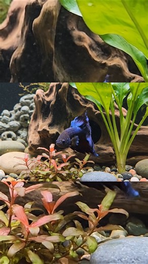 Beautifull Betta Fish | purple betta | #shortvideo #aquarium #viralvideo #auction #fish #clownfish