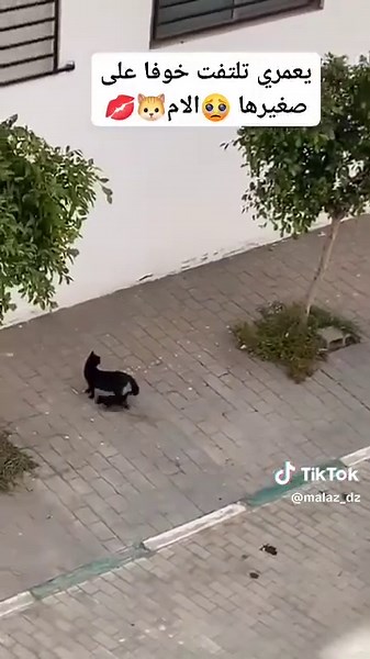 Funny Lazy Cat Sliding Compilation to Cure Monday Blues