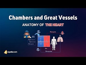 Anatomy of the Heart - Chambers and Great Vessels