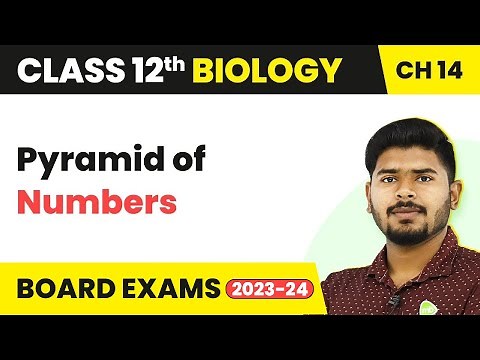 Class 12 Biology Chapter 14 | Pyramid of Numbers - Ecosystem (2022-23)
