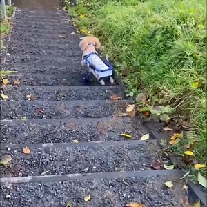 105K views · 10K reactions | Watch your pup run freely with their friends with our durable, light-weight, all-terrain Walkin' Wheelchair!  Shop now to get it today. | Walkin' Pets | Facebook