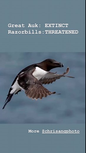 The Great Auk’s Extinction: A Tragic Lesson From Human Impact